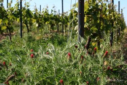 Weinbergsbegrünung
