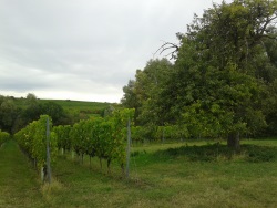 Unser Birnbaum in der Kreuzkapelle