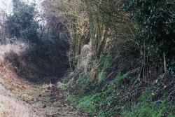 Hohlweg bei Guntersblum
