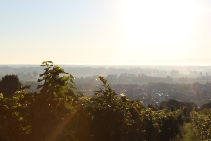 Blick über das Guntersblumer Authental gen Rhein.