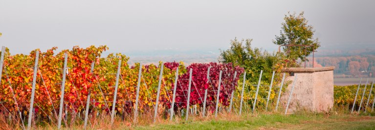 Unser Weinberg im Guntersblumer Bornpfad.