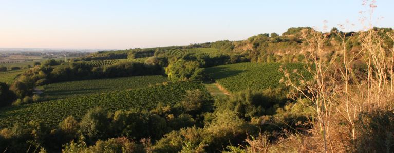 Blick auf das Guntersblumer Himmelthal mit unseren Silvaner-, dem Cabernet Sauvignon- und einem Spätburgunder-Weinberg. 