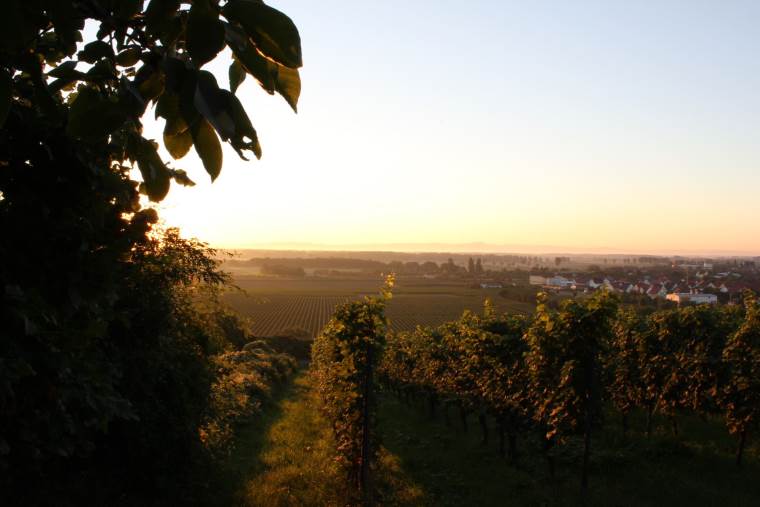 Blick über die Untere Gänsweide